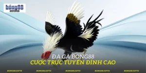 Đá Gà Bong88
