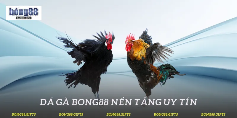 Đá gà Bong88 - Nền tảng uy tín